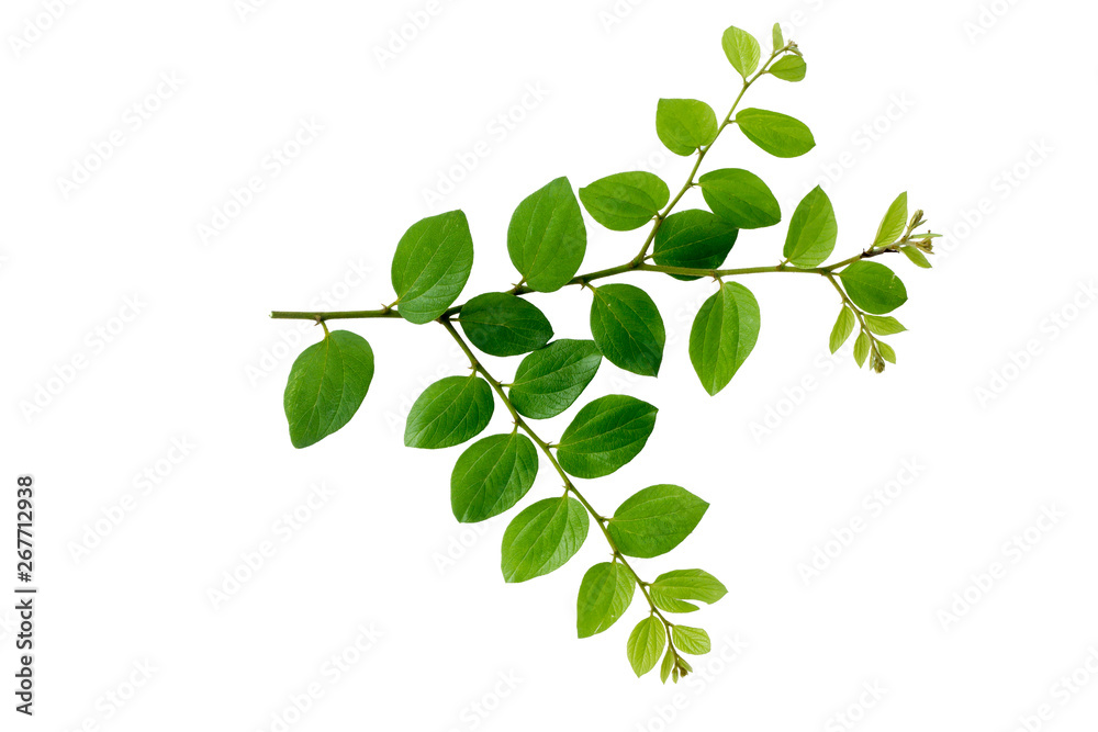 Fresh green leaves and branch of tree on white background. - obrazy, fototapety, plakaty 