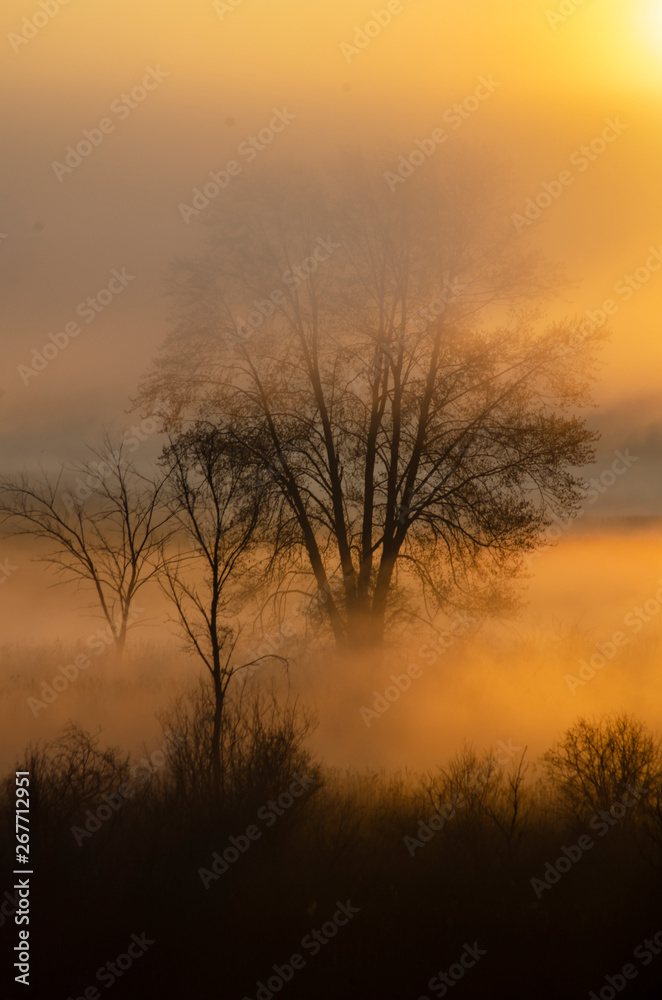 641-68 Sunrise Fog at Haehnle Sanctuary