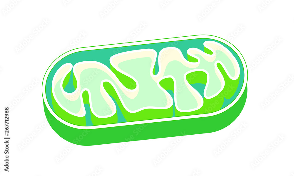 ミトコンドリアの断面図 Mitochondria Stock Illustration Adobe Stock