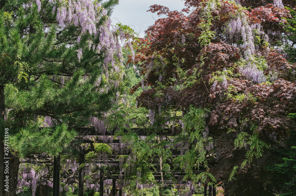 Fototapeta premium 北海道最古の平岸天神藤（Hiragishi Tenjin Wisteria, the oldest in Hokkaido）