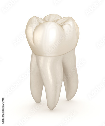 Fototapeta Naklejka Na Ścianę i Meble -  Dental anatomy - First maxillary molar tooth. Medically accurate dental 3D illustration
