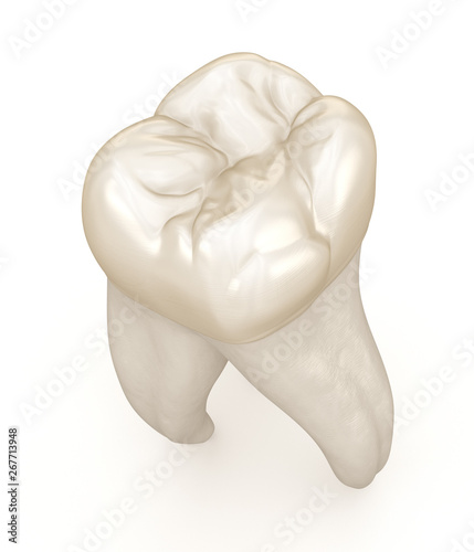 Dental anatomy - First maxillary molar tooth. Medically accurate dental 3D illustration photo