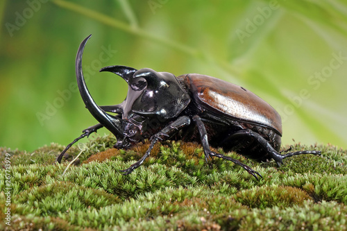 Unicorn beetle (Eupatorus graciliconis) also known as the Five-horned rhinoceros beetle, or Hercules beetles. Famous exotic pets form Thailand. © Cheattha