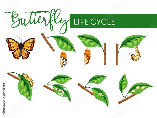 Insect butterfly life cycle larva transformation isolated stages