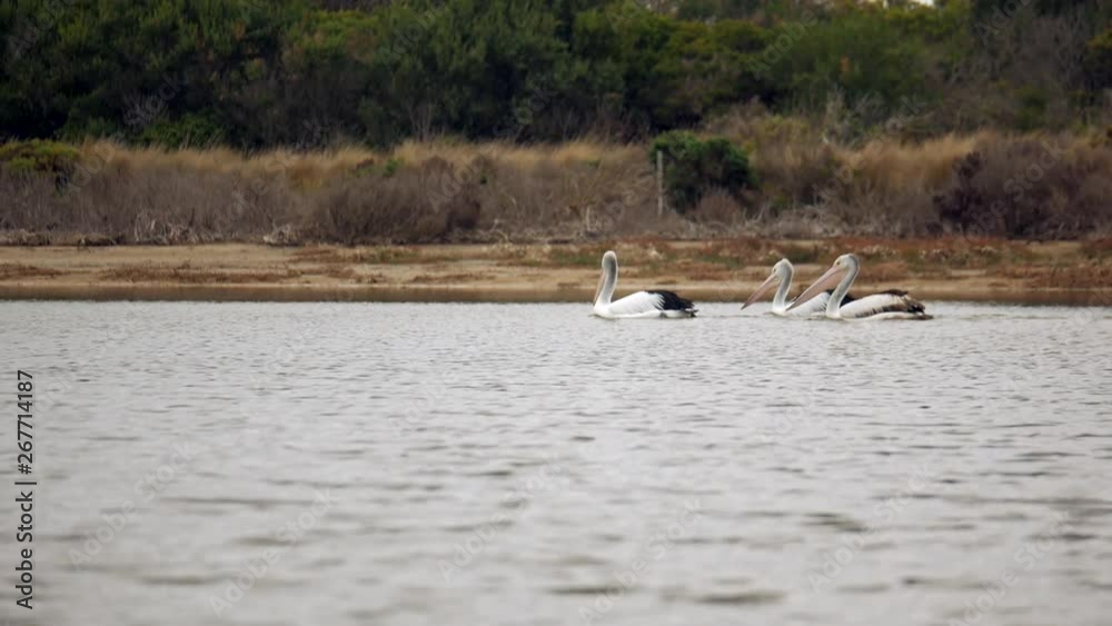 Three large Australian pelicans wade down a creek. Three large Australian pelicans wade down a creek.