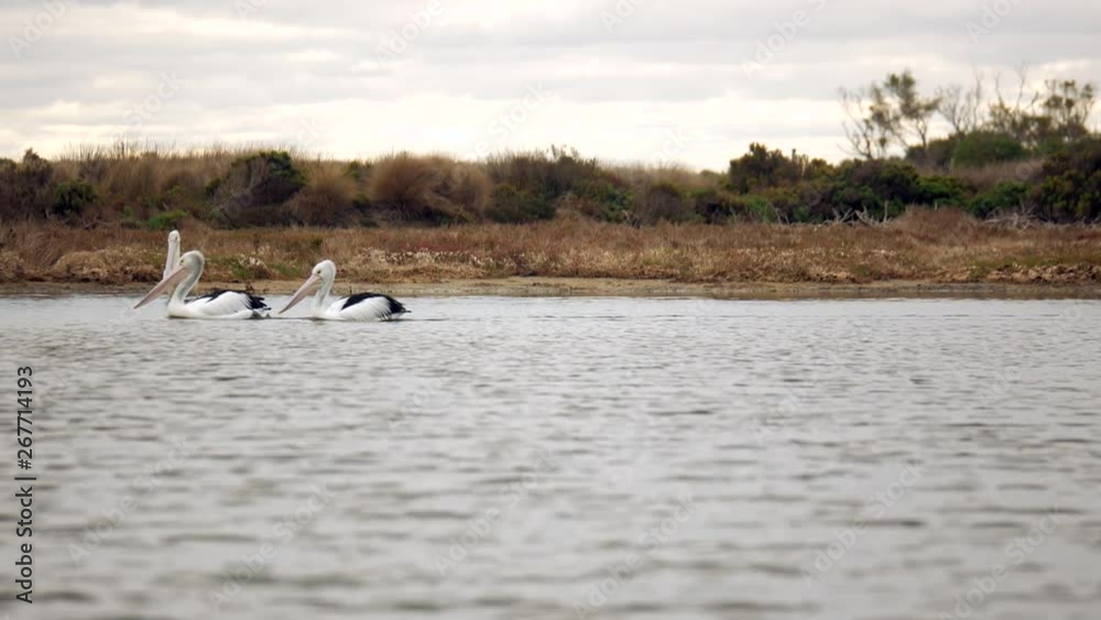 A pair of large Australian pelicans is joined by another as they swim down a creek. PAN LEFT. A pair of large Australian pelicans is joined by another as they swim down a creek. PAN LEFT.