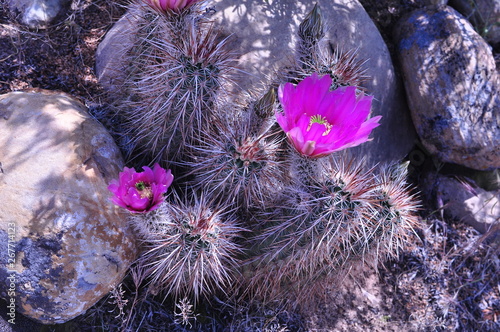 Strawberry hedgehog cactus on the rocks