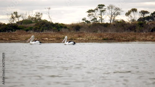 A pair of large Australian pelicans wade down a creek. PAN LEFT. photo