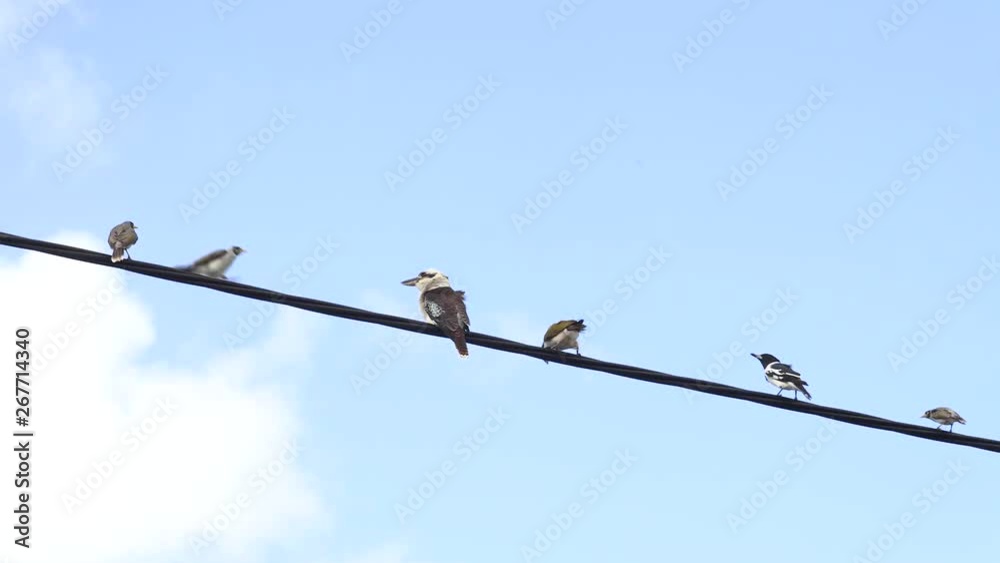 Kookaburra perched on electrical wire Kookaburra perched on electrical wire