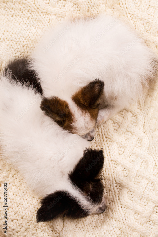 Puppies Cute puppies sleep curled up