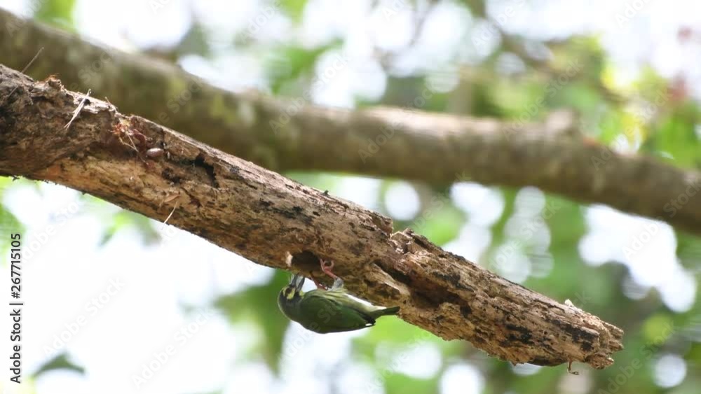 Coppersmith barbet, The gold bird is using a strong mouth to penetrate dry branches and move the wings and use the foot to prevent them from falling. Coppersmith barbet, The gold bird is using a strong mouth to penetrate dry branches and move the wings and use the foot to prevent them from falling.