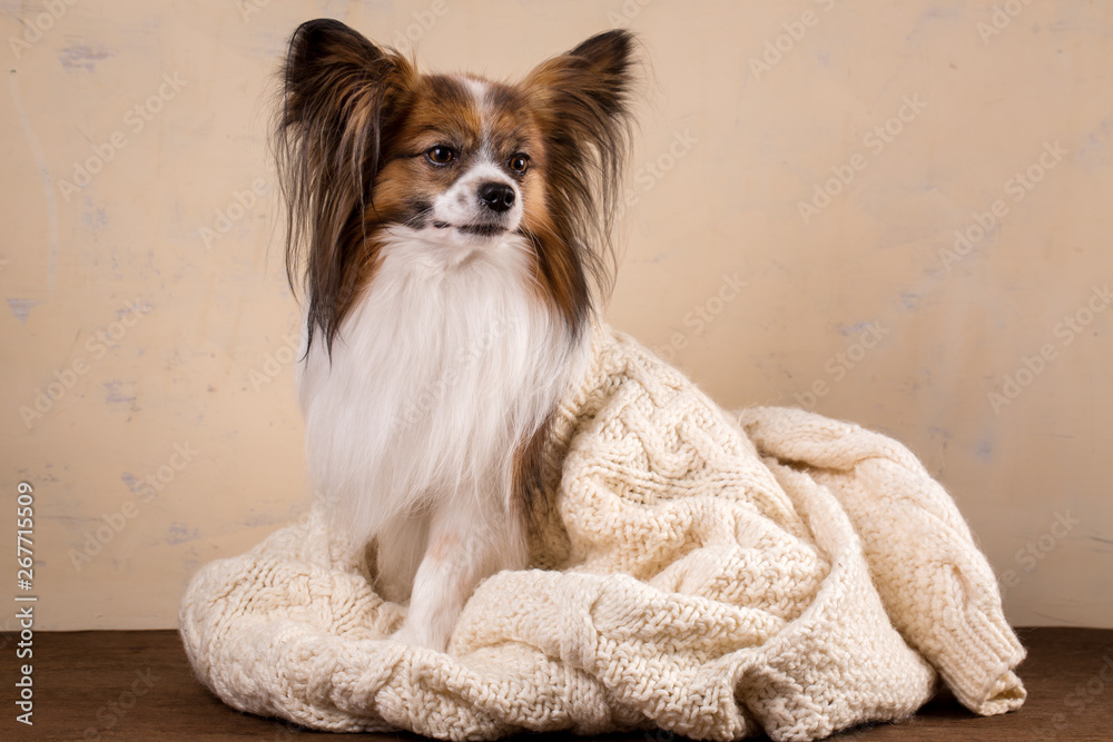 Beautiful fluffy dog in a sweater