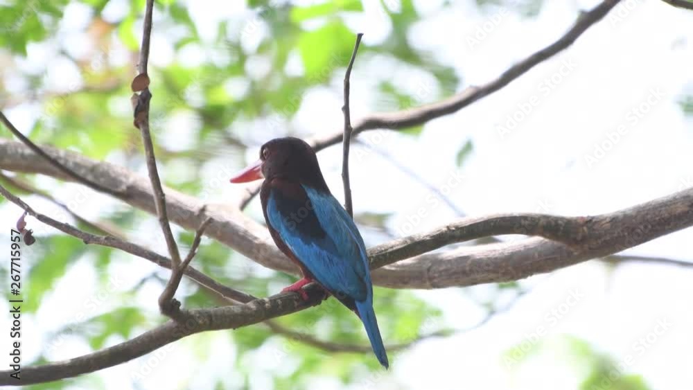 The kingfisher is clinging to the head while sticking the branches. And use eyes to look for prey The kingfisher is clinging to the head while sticking the branches. And use eyes to look for prey