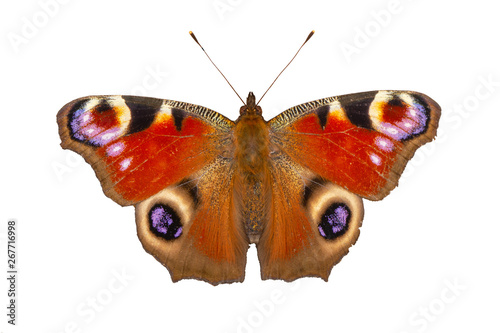Beautiful butterfly peacock eye isolated on white background. Close-up.