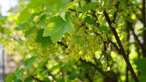 Redcurrant shrub with inconspicuous yellow-green flowers and bright green leaves in the morning sun close up.