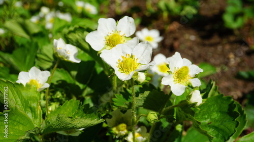 White strawberry flowers with green leaves  in the morning sun on soil background.
