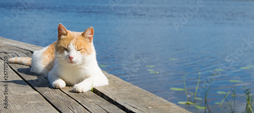 red cat fell asleep on the pier, surrounded by water