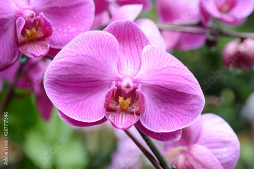 pink orchid 