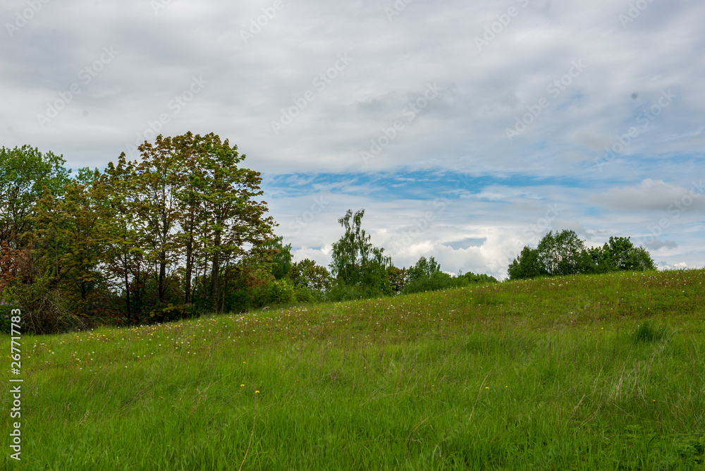 bright green meadow in sunny day in countryside bright green meadow in sunny day in countryside