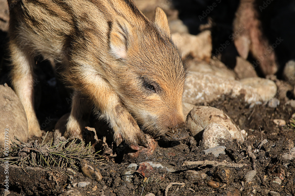 Young wild boar squeaker in the mud looking for worms and snails Sus scrofa Young wild boar squeaker in the mud looking for worms and snails Sus scrofa
