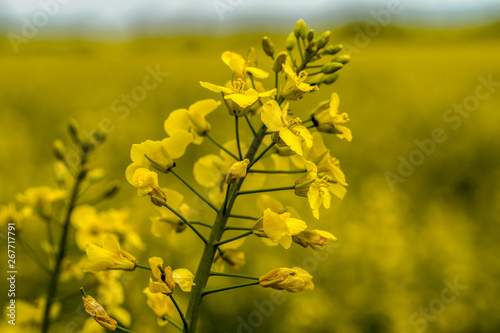 cudowna roślina - rzepak oleisty na tle żółtego kwitnącego pola