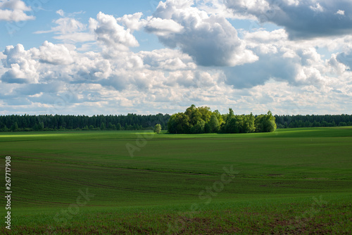 bright green meadow in sunny day in countryside © Martins Vanags