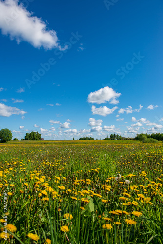 bright green meadow in sunny day in countryside