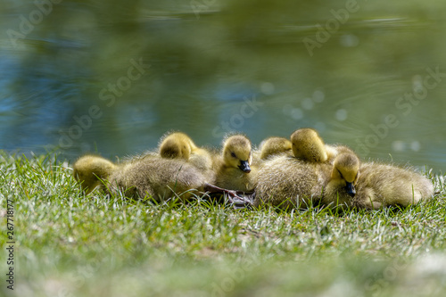 Goslings enjoying the spring sun © Robert Charlesworth