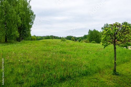 bright green meadow in sunny day in countryside
