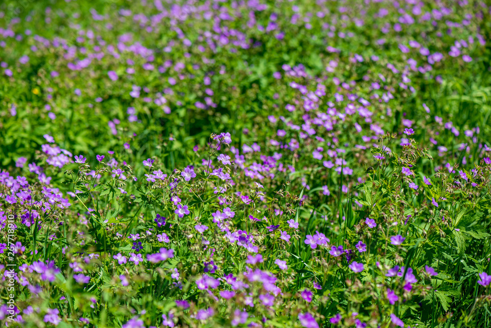 bright green meadow in sunny day in countryside bright green meadow in sunny day in countryside