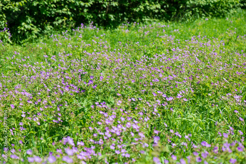 Fototapeta Naklejka Na Ścianę i Meble -  bright green meadow in sunny day in countryside