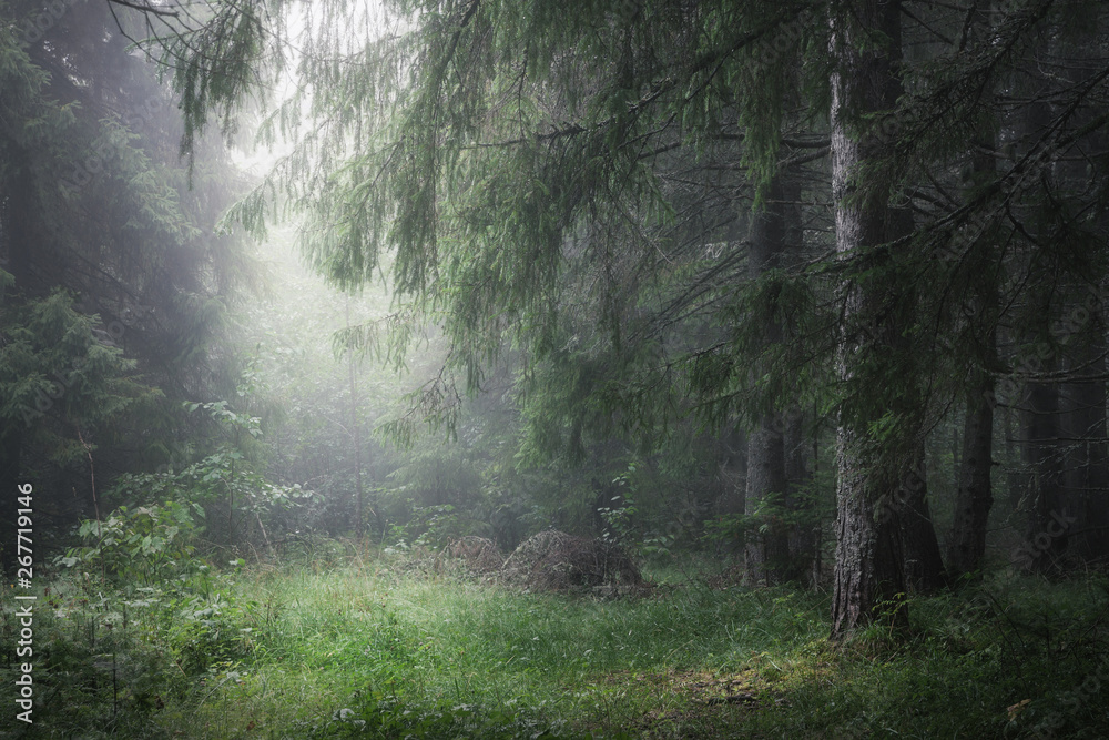 Obraz premium moody misty coniferous forest close up