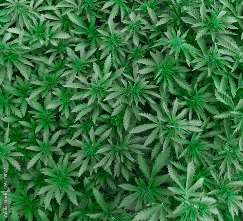 Background of young shoots of marijuana. Growing organic cannabis on the farm. Wallpaper of marijuana.