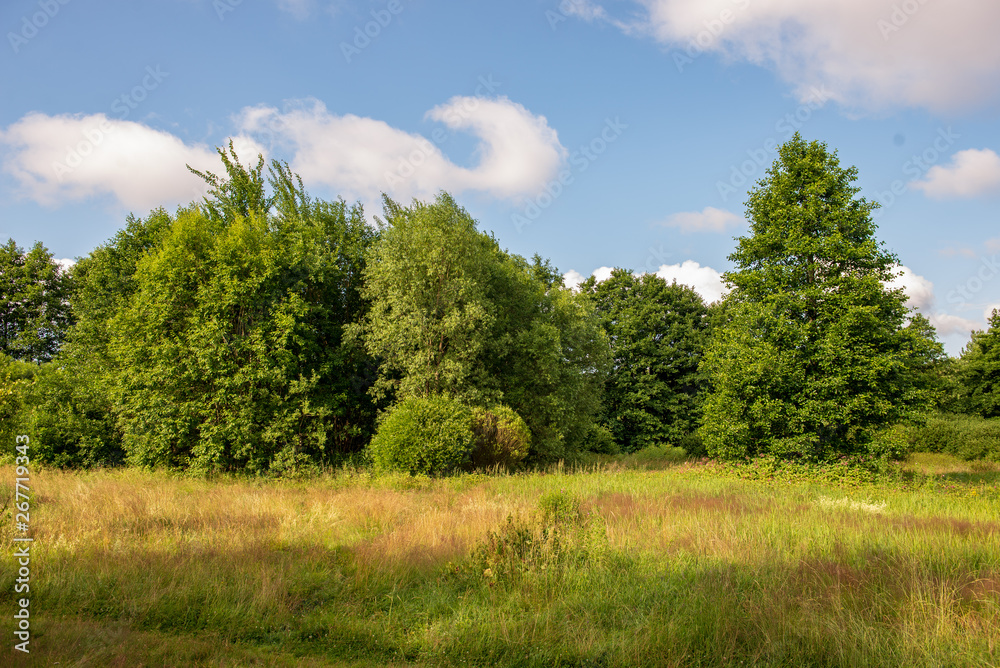 bright green meadow in sunny day in countryside bright green meadow in sunny day in countryside