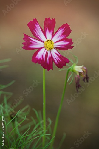 Close up pink cosmos flower  on outdoor garden park background with copy space. Floral border and frame for springtime or summer season.