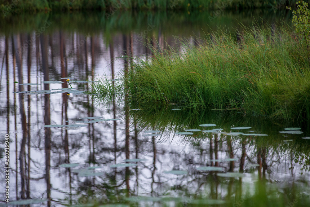 reflections of shore trees in the calm water of a lake reflections of shore trees in the calm water of a lake