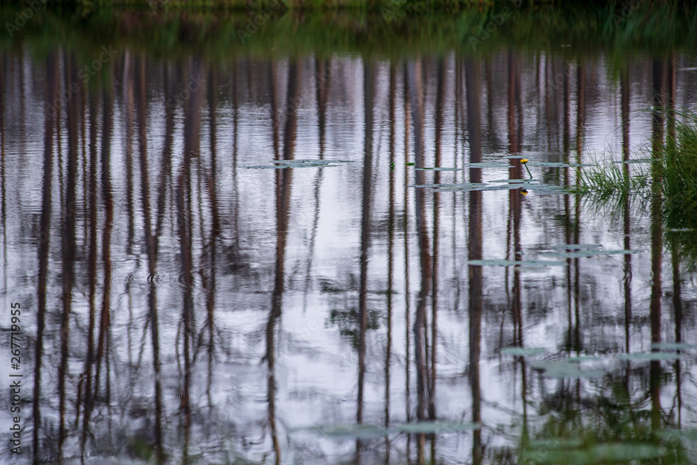 reflections of shore trees in the calm water of a lake reflections of shore trees in the calm water of a lake