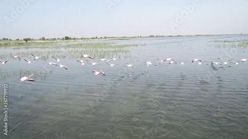 swans on the lake