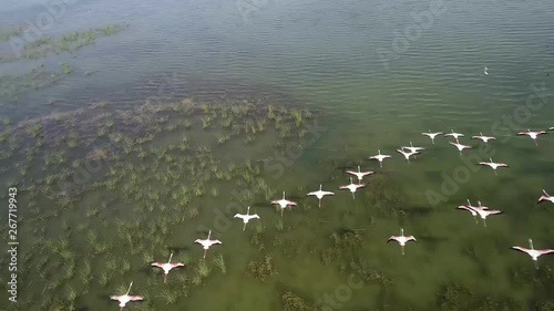 swans on the lake