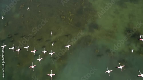 swans on the lake