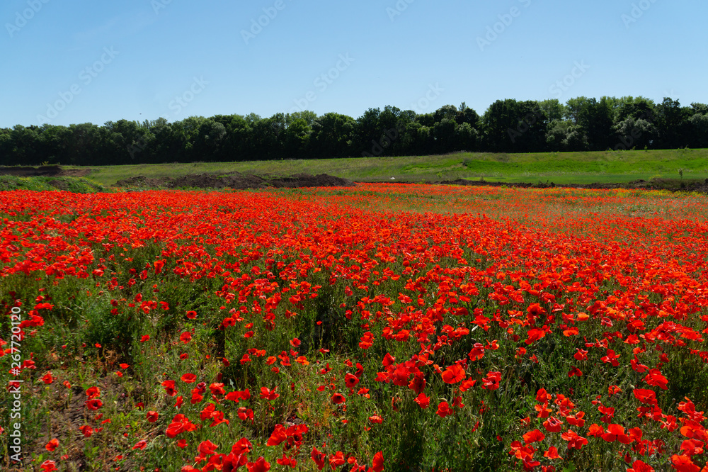 Field of flowers of red poppy. Ukraine is a beautiful place.