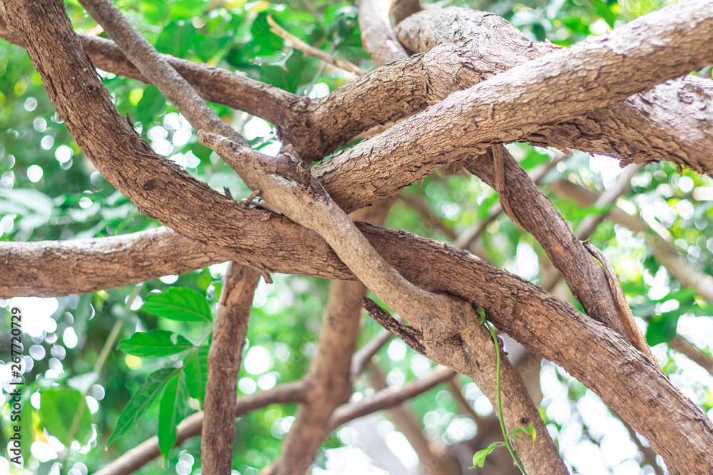The vines pattern and stems or the branches of Hiptage benghalensis creeping plant in the tropical forest The vines pattern and stems or the branches of Hiptage benghalensis creeping plant in the tropical forest