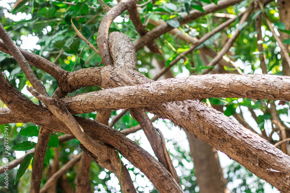 The vines pattern and stems or the branches of Hiptage benghalensis creeping plant in the tropical forest The vines pattern and stems or the branches of Hiptage benghalensis creeping plant in the tropical forest