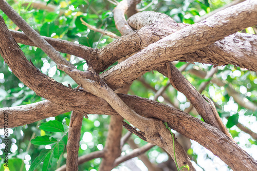 The vines pattern and stems or the branches of Hiptage benghalensis creeping plant in the tropical forest 