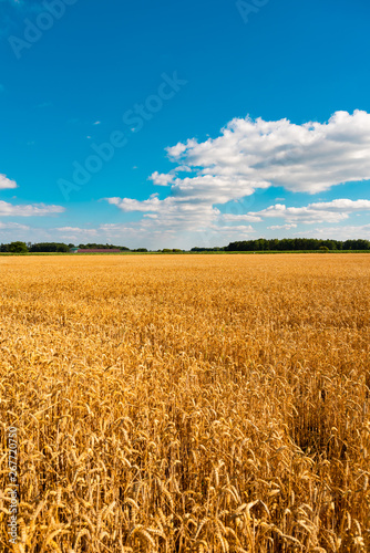 summer landscape with field of corn under blue sky
