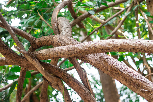 The vines pattern and stems or the branches of Hiptage benghalensis creeping plant in the tropical forest 