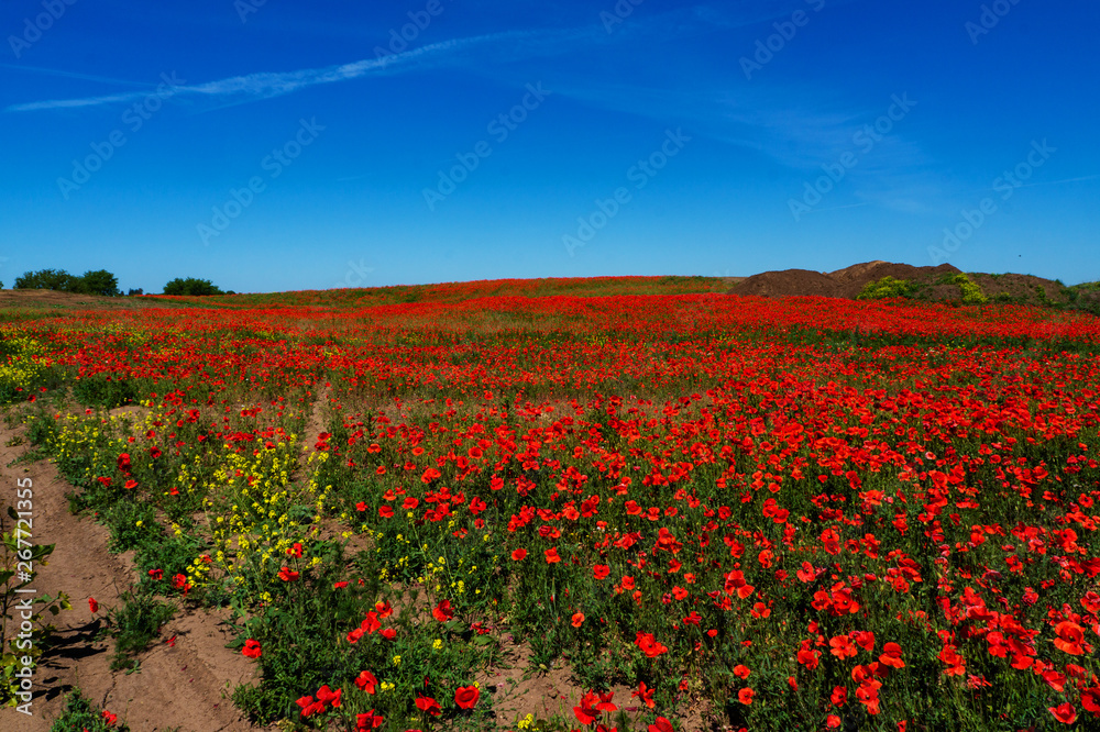 Ukraine is a beautiful place. Field of flowers of red poppy. Ukraine is a beautiful place. Field of flowers of red poppy.