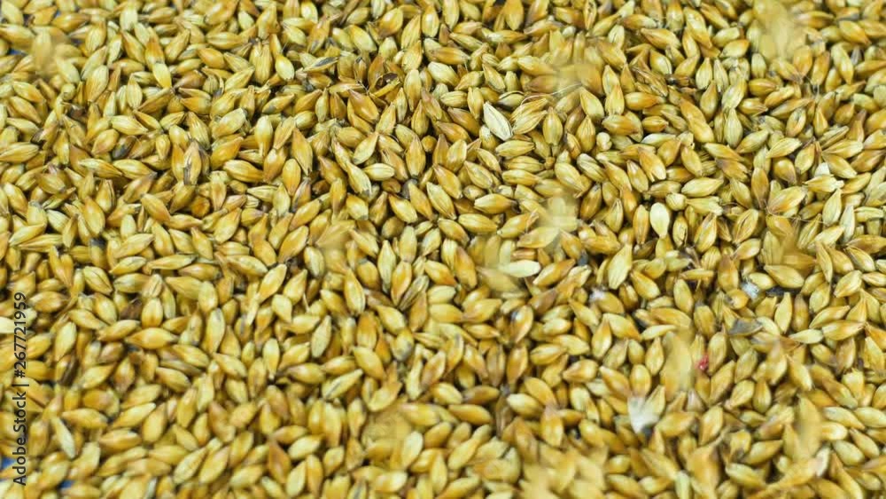 brewer pours out malts on a blue background to make craft beer in a private brewery. You can remove the background and replace it with another 59.94 4k brewer pours out malts on a blue background to make craft beer in a private brewery. You can remove the background and replace it with another 59.94 4k