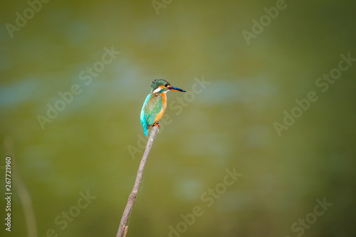 A common kingfisher or Alcedo atthis sitting on a beautiful perch with green background at keoladeo national park, bharatpur, india