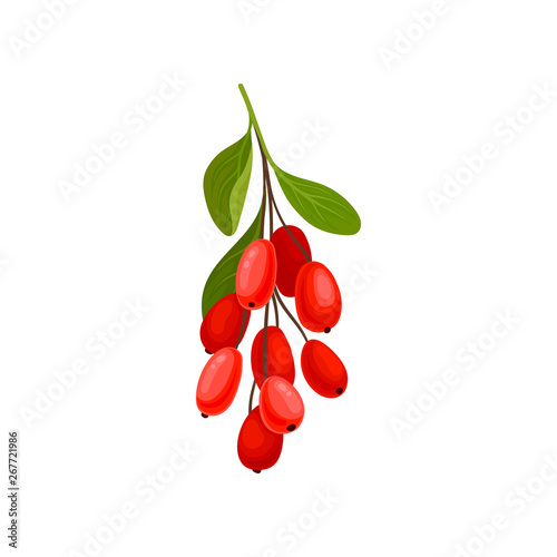 Red barrabis on the stem. Vector illustration on white background.